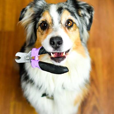 Waiting for Mini Groom