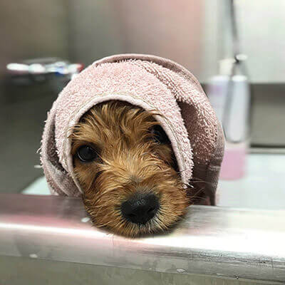 Morkie after bath