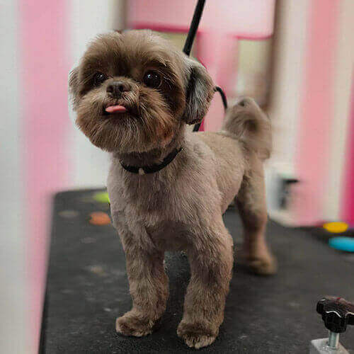 Cute puppy, short cut