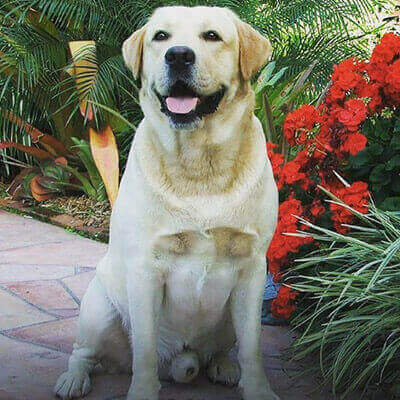 AKC Ch., Obedience Ch. Chambray Handsome Islandboy Louie, Dog Walking, Deluxe Bath, Deshedding treatment